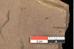 Foto (Detailsansicht) von Quercus palaeoilex Ettingshausen (NHMW-GEO-2024-0188-0935)